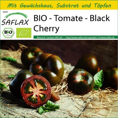 SAFLAX Anzucht Set - BIO - Tomate - Black Cherry - Solanum - 10 Samen
