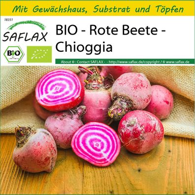 SAFLAX Anzucht Set - BIO - Rote Beete - Chioggia - Beta - 70 Samen
