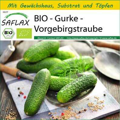 SAFLAX Anzucht Set - BIO - Gurke - Vorgebirgstraube - Cucumis - 15 Samen