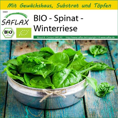 SAFLAX Anzucht Set - BIO - Spinat - Winterriese - Spinacia - 250 Samen