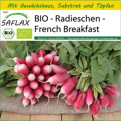 SAFLAX Anzucht Set - BIO - Radieschen - French Breakfast - Raphanus - 150 Samen