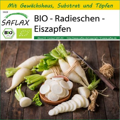 SAFLAX Anzucht Set - BIO - Radieschen - Eiszapfen - Raphanus - 100 Samen