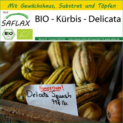 SAFLAX Anzucht Set - BIO - Kürbis - Delicata - Cucurbita - 6 Samen