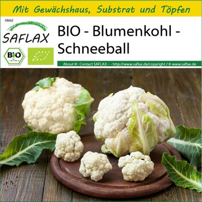SAFLAX Anzucht Set - BIO - Blumenkohl - Schneeball - Brassica - 70 Samen