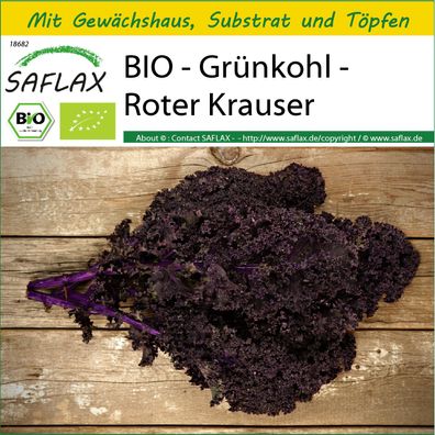 SAFLAX Anzucht Set - BIO - Grünkohl - Roter Krauser - Brassica - 50 Samen