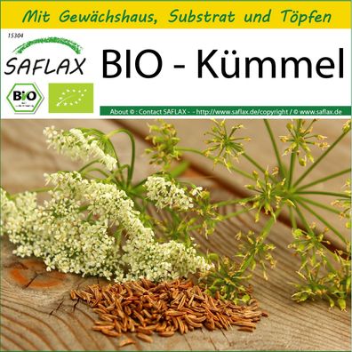 SAFLAX Anzucht Set - BIO - Kümmel - Carum - 800 Samen