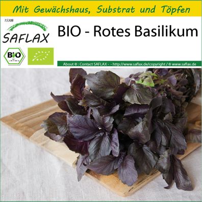 SAFLAX Anzucht Set - BIO - Rotes Basilikum - Ocimum - 400 Samen