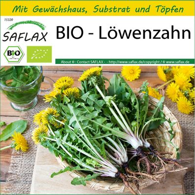 SAFLAX Anzucht Set - BIO - Löwenzahn - Taraxacum - 400 Samen