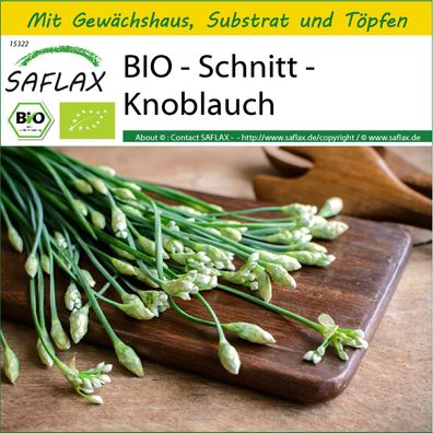 SAFLAX Anzucht Set - BIO - Schnitt - Knoblauch - Allium - 100 Samen