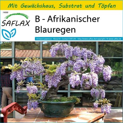 SAFLAX Anzucht Set - B - Afrikanischer Blauregen - Bolusanthus - 15 Samen
