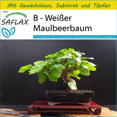 SAFLAX Anzucht Set - B - Weißer Maulbeerbaum - Morus - 200 Samen