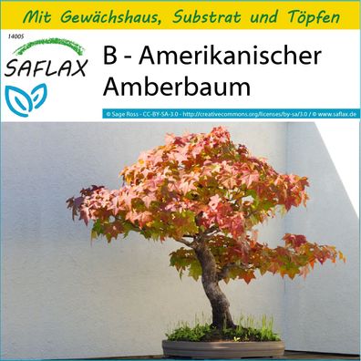 SAFLAX Anzucht Set - B - Amerikanischer Amberbaum - Liquidamber - 100 Samen