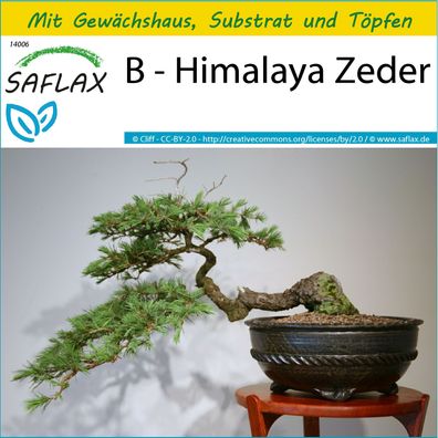 SAFLAX Anzucht Set - B - Himalaya Zeder - Cedrus - 35 Samen