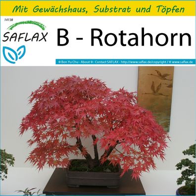 SAFLAX Anzucht Set - B - Rotahorn - Acer - 20 Samen