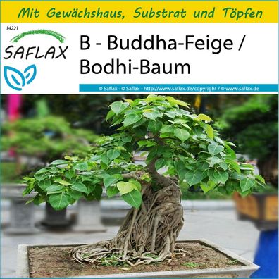 SAFLAX Anzucht Set - B - Buddha-Feige / Bodhi-Baum - Ficus - 100 Samen