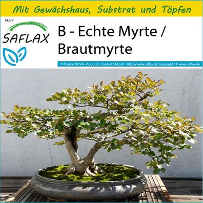 SAFLAX Anzucht Set - B - Echte Myrte / Brautmyrte - Myrtus - 30 Samen