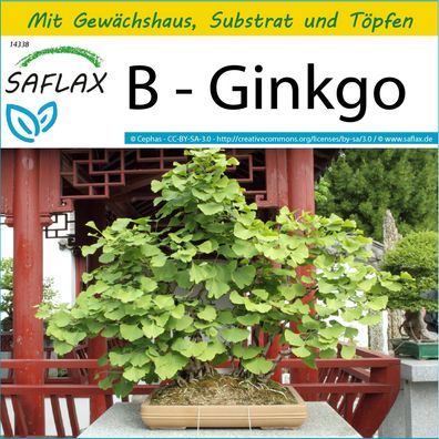 SAFLAX Anzucht Set - B - Ginkgo - Ginkgo - 4 Samen