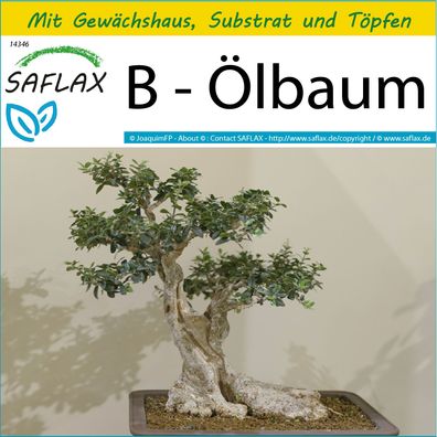 SAFLAX Anzucht Set - B - Ölbaum - Olea - 20 Samen
