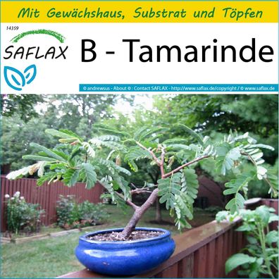SAFLAX Anzucht Set - B - Tamarinde - Tamarindus - 4 Samen