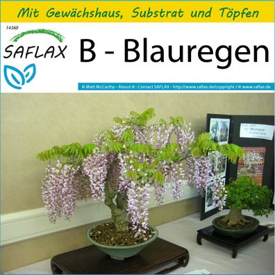 SAFLAX Anzucht Set - B - Blauregen - Wisteria - 4 Samen