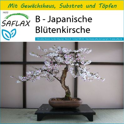 SAFLAX Anzucht Set - B - Japanische Blütenkirsche - Prunus - 30 Samen