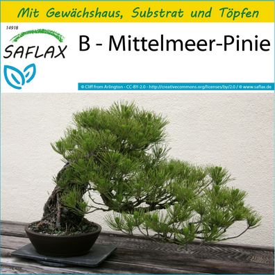 SAFLAX Anzucht Set - B - Mittelmeer-Pinie - Pinus - 6 Samen