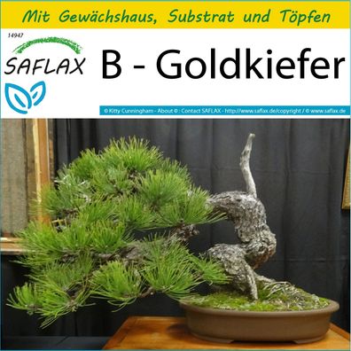 SAFLAX Anzucht Set - B - Goldkiefer - Pinus - 20 Samen