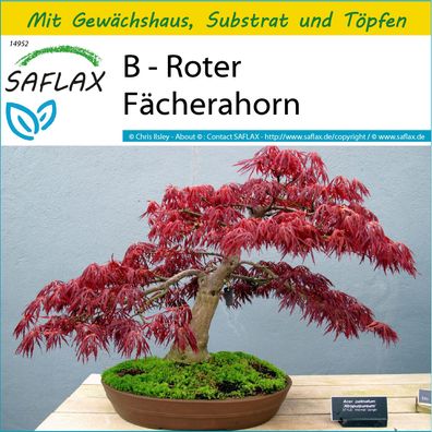 SAFLAX Anzucht Set - B - Roter Fächerahorn - Acer - 20 Samen