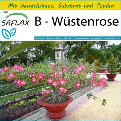 SAFLAX Anzucht Set - B - Wüstenrose - Adenium - 8 Samen