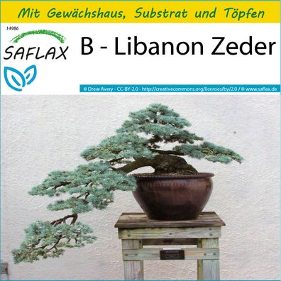 SAFLAX Anzucht Set - B - Libanon Zeder - Cedrus - 20 Samen