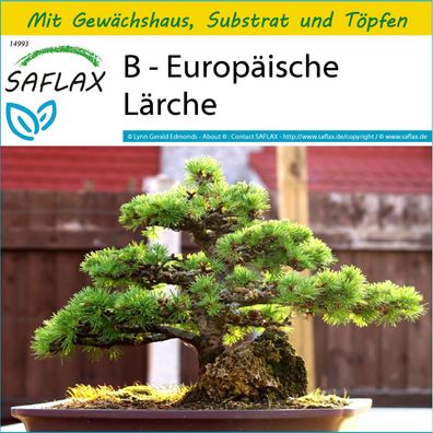 SAFLAX Anzucht Set - B - Europäische Lärche - Larix - 75 Samen