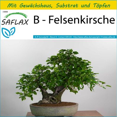 SAFLAX Anzucht Set - B - Felsenkirsche - Prunus - 30 Samen