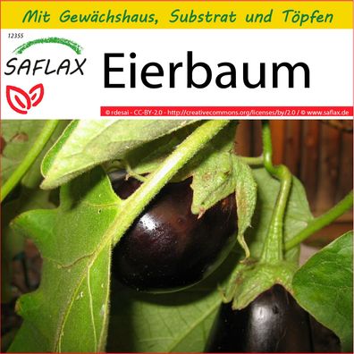 SAFLAX Anzucht Set - Eierbaum - Solanum - 20 Samen