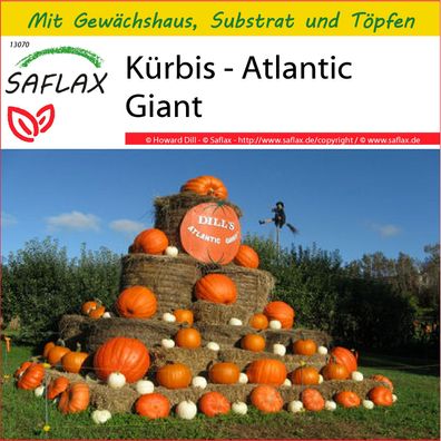 SAFLAX Anzucht Set - Kürbis - Atlantic Giant - Cucurbita - 7 Samen