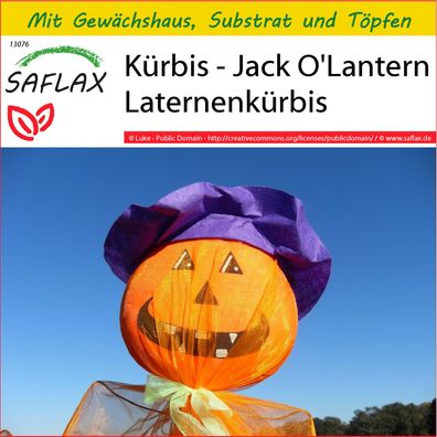 SAFLAX Anzucht Set - Kürbis - Jack O'Lantern Laternenkürbis - Cucurbita - 10 Samen