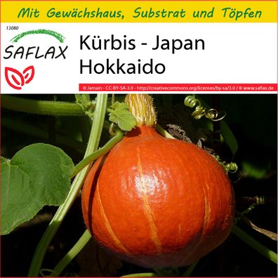 SAFLAX Anzucht Set - Kürbis - Japan Hokkaido - Cucurbita - 10 Samen