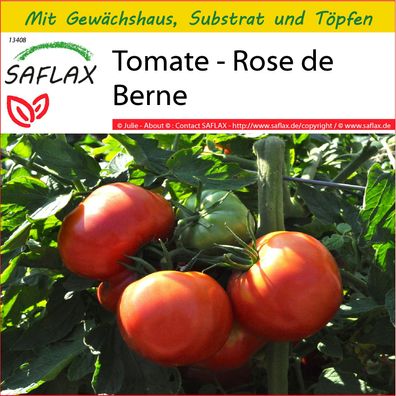 SAFLAX Anzucht Set - Tomate - Rose de Berne - Lycopersicon - 10 Samen
