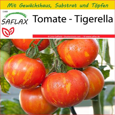 SAFLAX Anzucht Set - Tomate - Tigerella - Lycopersicon - 10 Samen