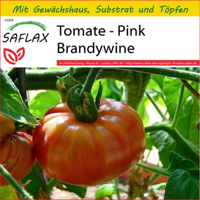 SAFLAX Anzucht Set - Tomate - Pink Brandywine - Lycopersicon - 10 Samen