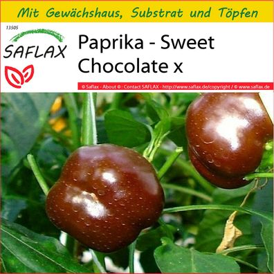 SAFLAX Anzucht Set - Paprika - Sweet Chocolate x - Capsicum - 10 Samen