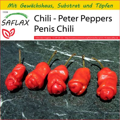 SAFLAX Anzucht Set - Chili - Peter Peppers Penis Chili - Capsicum - 10 Samen