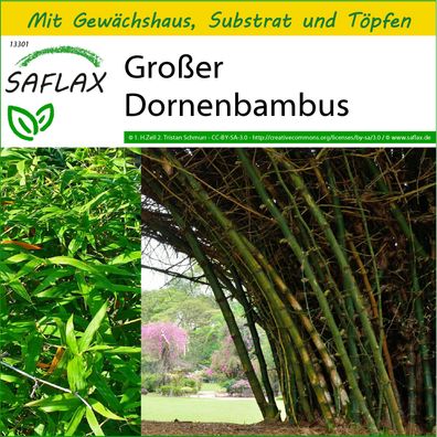 SAFLAX Anzucht Set - Großer Dornenbambus - Dendrocalamus - 50 Samen