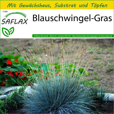 SAFLAX Anzucht Set - Blauschwingel-Gras - Festuca - 50 Samen