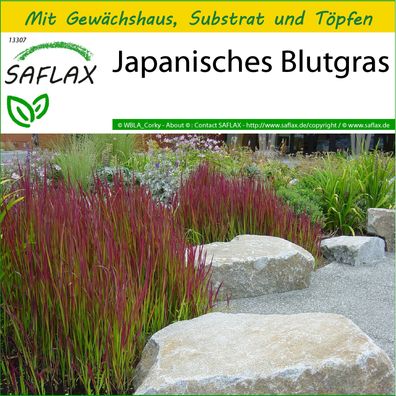 SAFLAX Anzucht Set - Japanisches Blutgras - Imperata - 50 Samen