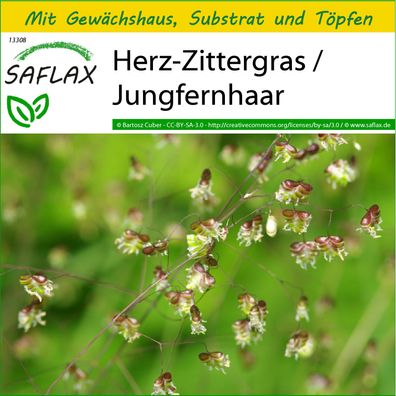 SAFLAX Anzucht Set - Herz-Zittergras / Jungfernhaar - Briza - 75 Samen