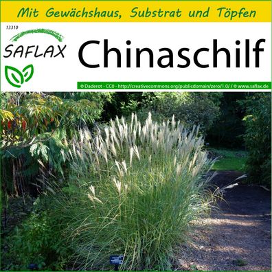 SAFLAX Anzucht Set - Chinaschilf - Miscanthus - 200 Samen