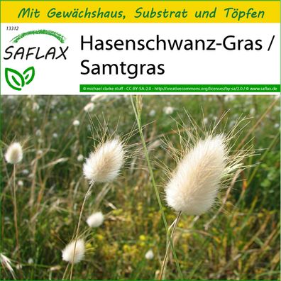 SAFLAX Anzucht Set - Hasenschwanz-Gras / Samtgras - Lagurus - 100 Samen