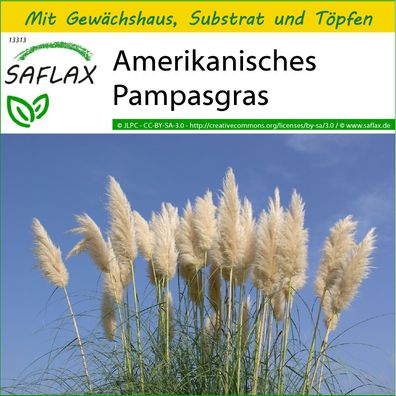 SAFLAX Anzucht Set - Amerikanisches Pampasgras - Cortaderia - 200 Samen