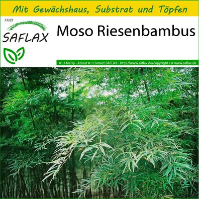 SAFLAX Anzucht Set - Moso Riesenbambus - Phyllostachys - 20 Samen
