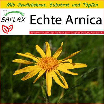 SAFLAX Anzucht Set - Echte Arnica - Arnica - 40 Samen